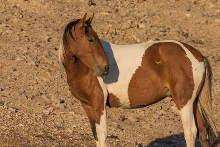 Wild Horse in the Desertの写真素材