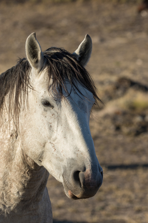 Wild Horse Portraitの写真素材