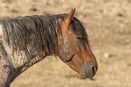 Wild Horse Portraitの写真素材