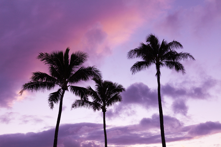 Tropical Sunset on Mauiの写真素材
