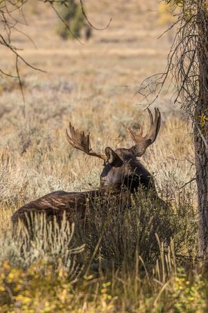 Bull Shiras Moose Bedded in Fallの写真素材