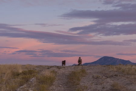 Wild Horses in the Sunsetの写真素材