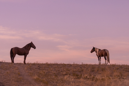 Wild Horses in the Sunsetの写真素材