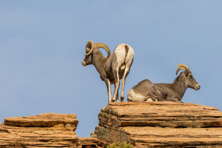 Desert Bighorn Sheep Ewe and Ram in Rutの写真素材