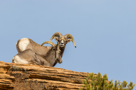 Desert Bighorn Sheep Ewe and Ram in Rutの写真素材
