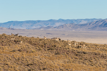 Herd of Pronghorn Antelope