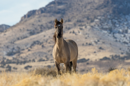 Wild Horse Stallion