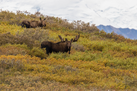 Bull and Cow Alaska Mooseの写真素材