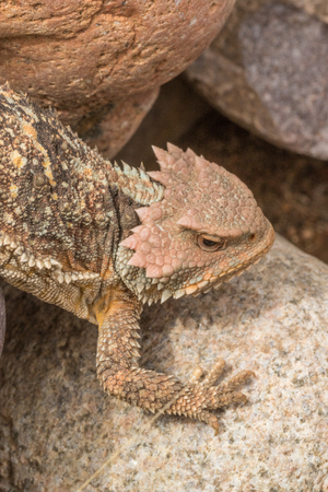 Arizona Horned Toad