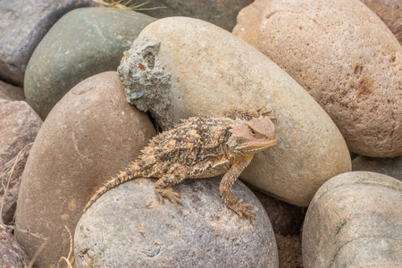 Arizona Horned Toadの写真素材