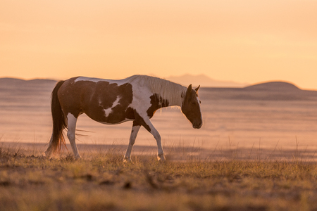 Wild Horse Stallion at Sunsetの写真素材