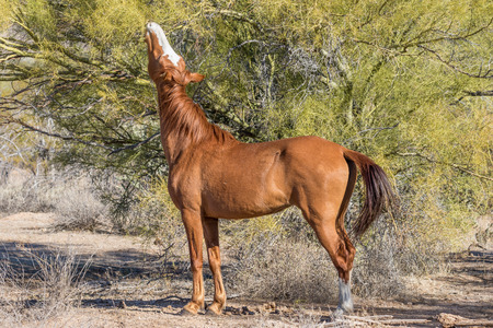 Wild Horse Eating in the Arizona Desertの写真素材