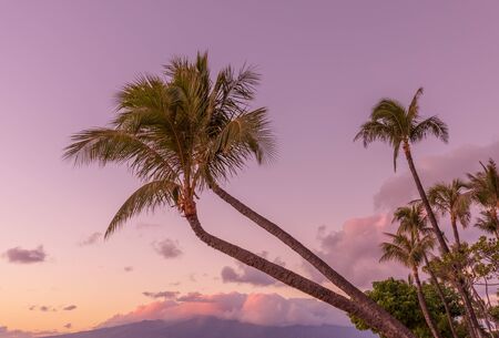 Palm Trees on a Maui Beach at Sunsetの写真素材