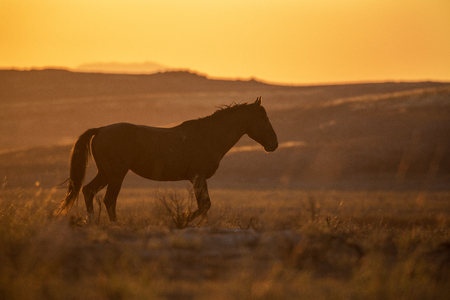 Wild Horse in the Sunsetの写真素材