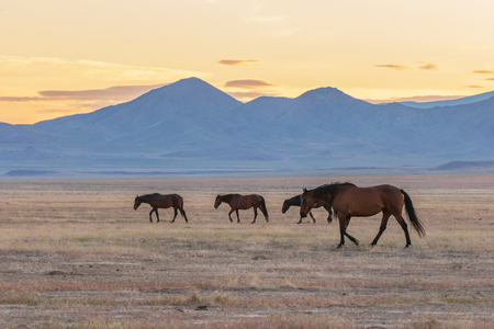 Herd of Wild Horses in Utahの写真素材