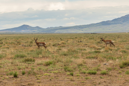 Pair of Pronghorn Antelope Bucksの写真素材