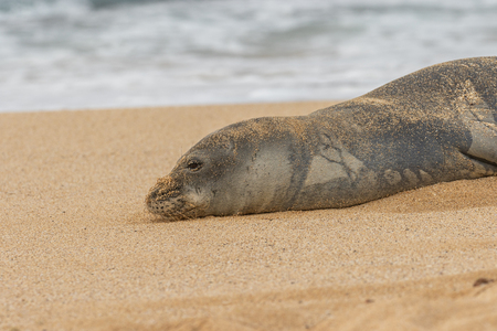 Endangered Hawaiian Monk Sealの写真素材