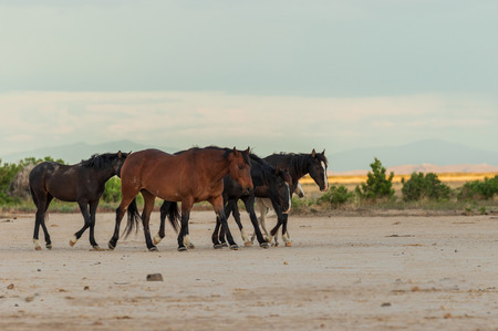 Herd of Wild Horsesの写真素材