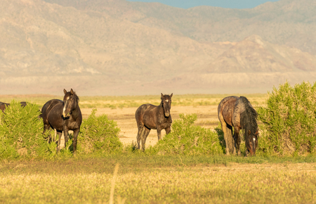 Herd of Wild Horsesの写真素材