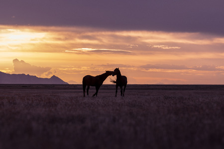 Wild Horse Stallions at Sunsetの写真素材