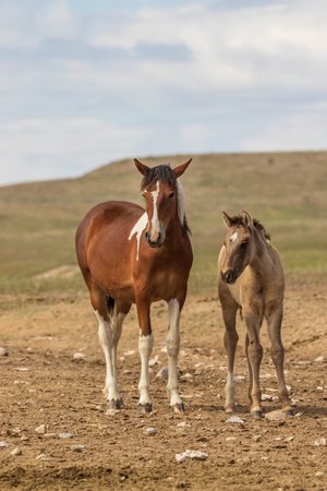 Wild Horse Mare and Foalの写真素材