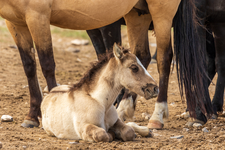 Cute Wild Horse Foalの写真素材