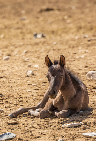 Cute Wild Horse Foalの写真素材