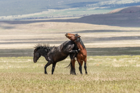Wild Horse Stallions Fightingの写真素材