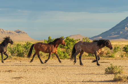 Wild Horses in the Utah Desertの写真素材