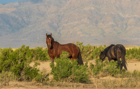 Wild Horses in the Utah Desertの写真素材