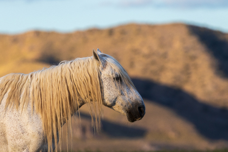 Wild Horse Stallionの写真素材