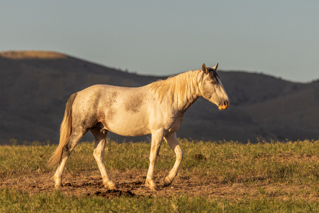 Wild Horse Stallionの写真素材