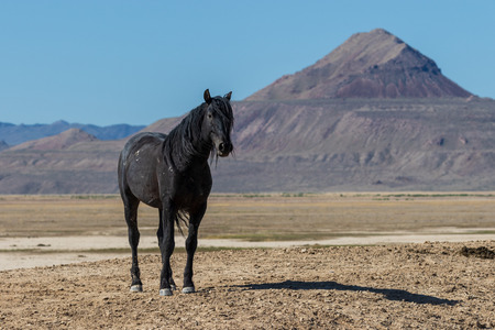 Wild Horse in the Utah Desertの写真素材