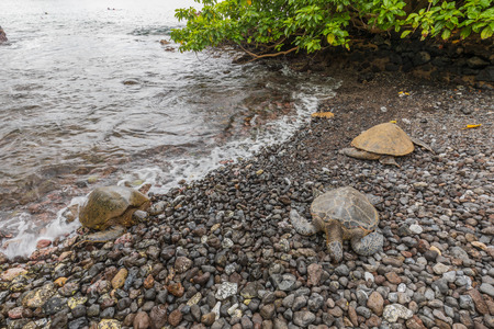 Green Sea Turtlesの写真素材