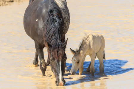 Wild Horses at a Desert Waterhole