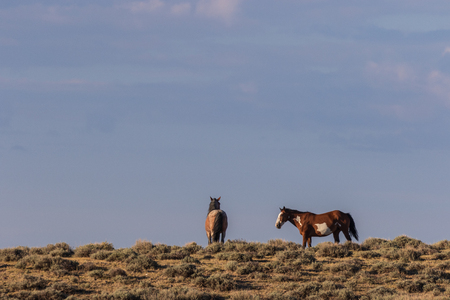 Wild Horses in the Colorado Desertの写真素材