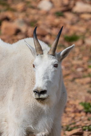 Regal Mountain Goat in the High Alpineの写真素材