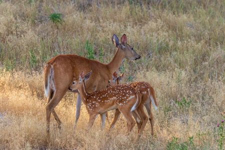 Whitetail Deer Doe and Fawnの写真素材