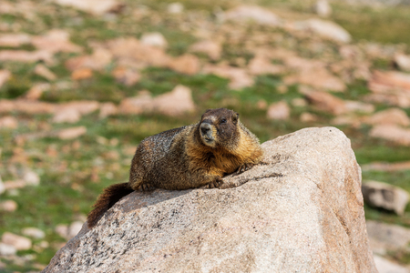 Cute Marmot in the High Alpineの写真素材