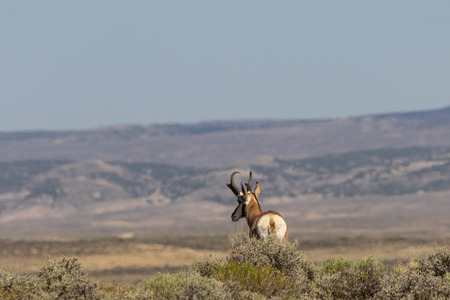 Pronghorn Antelope Buckの写真素材