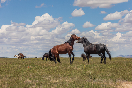 Wild Horses Fightingの写真素材