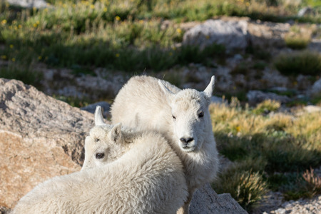 Mountain Goat Kidsの写真素材