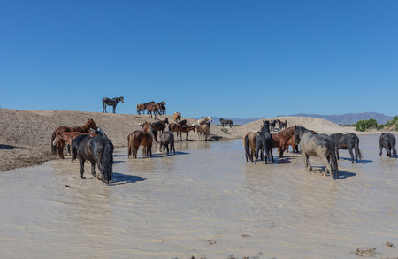 Wild Horses at a Desert Waterholeの写真素材