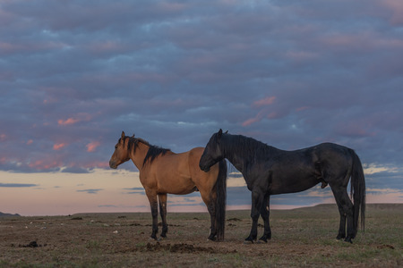 Wild Horses in the Utah Desertの写真素材