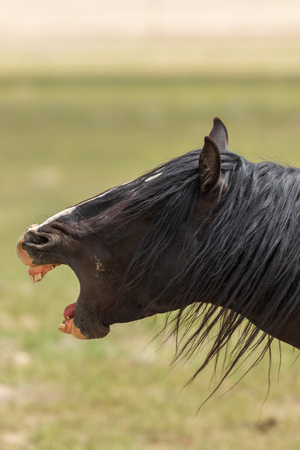 Wild Horse in the Utah Desertの写真素材
