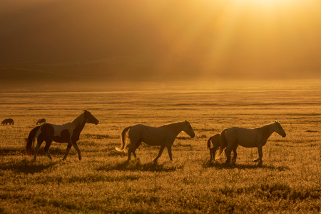 Wild horses at Sunriseの写真素材