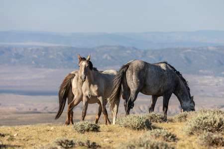 Wild Horses in Coloradoの写真素材