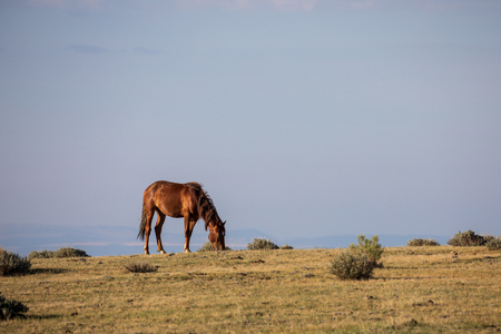 Wild Horse in Sand Wash Basin Coloradoの写真素材