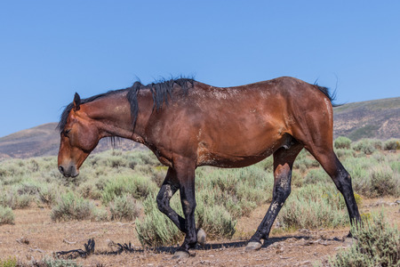Wild Horse in the High Desertの写真素材