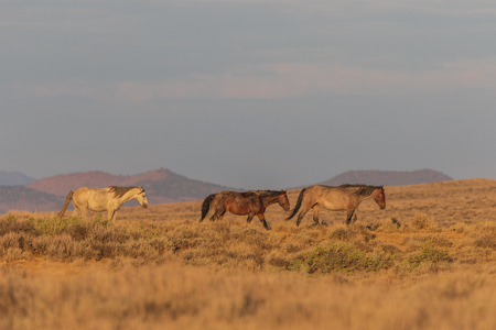 Wild Horses in the High Desertの写真素材